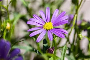 Brachyscome multifida 'Mauve Delight' - Blaues Gänseblümchen 'Mauve Delight' Brachyscome multifida 'Mauve Delight' - Blaues Gänseblümchen 'Mauve Delight'