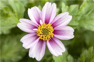 Bidens ferulifolia 'Pink Princess' - Goldmarie 'Pink Princess' Bidens ferulifolia 'Pink Princess' - Goldmarie 'Pink Princess'