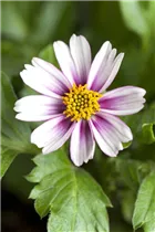 Bidens ferulifolia 'Pink Princess' - Goldmarie 'Pink Princess' Bidens ferulifolia 'Pink Princess' - Goldmarie 'Pink Princess'