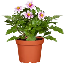 Bidens ferulifolia 'Pink Princess' - Goldmarie 'Pink Princess' Bidens ferulifolia 'Pink Princess' - Goldmarie 'Pink Princess'