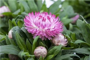 Bracteantha Mohave™ - Strohblume Bracteantha Mohave™ - Strohblume