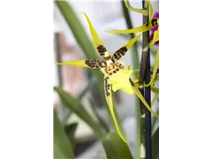 Brassia 'Eternal Wind' - Spinnenorchidee 'Eternal Wind' Brassia 'Eternal Wind' - Spinnenorchidee 'Eternal Wind'