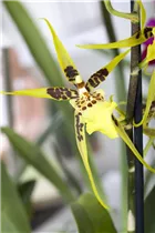 Brassia 'Eternal Wind' - Spinnenorchidee 'Eternal Wind' Brassia 'Eternal Wind' - Spinnenorchidee 'Eternal Wind'