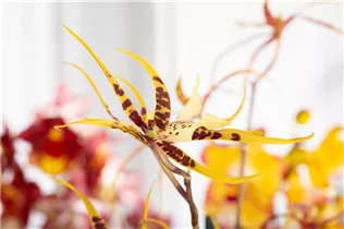 Brassia 'Eternal Wind' - Spinnenorchidee 'Eternal Wind' Brassia 'Eternal Wind' - Spinnenorchidee 'Eternal Wind'