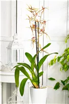 Brassia 'Eternal Wind' - Spinnenorchidee 'Eternal Wind' Brassia 'Eternal Wind' - Spinnenorchidee 'Eternal Wind'