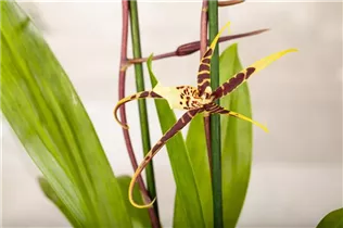 Brassia 'Eternal Wind' - Spinnenorchidee 'Eternal Wind' Brassia 'Eternal Wind' - Spinnenorchidee 'Eternal Wind'