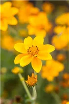 Bidens ferulifolia 'Yellow Charm' - Goldmarie 'Yellow Charm'