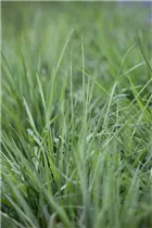 Briza media - Gewöhnliches Zittergras