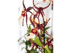 Brassia 'Shelob Tolkien' - Spinnenorchidee 'Shelob Tolkien' Brassia 'Shelob Tolkien' - Spinnenorchidee 'Shelob Tolkien'
