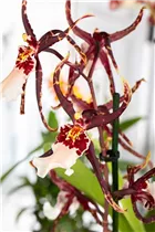 Brassia 'Shelob Tolkien' - Spinnenorchidee 'Shelob Tolkien' Brassia 'Shelob Tolkien' - Spinnenorchidee 'Shelob Tolkien'