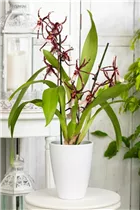 Brassia 'Shelob Tolkien' - Spinnenorchidee 'Shelob Tolkien' Brassia 'Shelob Tolkien' - Spinnenorchidee 'Shelob Tolkien'