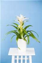 Bromelien - Bromelie