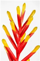 Bromelien - Bromelie