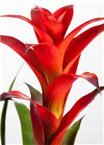 Bromelien - Bromelie