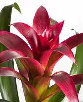 Guzmania 'Flame' - Guzmanie Guzmania 'Flame' - Guzmanie