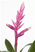 Bromelien - Bromelie