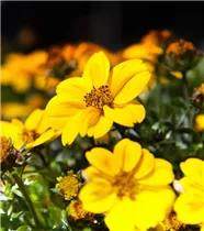 Bidens 'Rockstar' - Zweizahn 'Rockstar' Bidens 'Rockstar' - Zweizahn 'Rockstar'