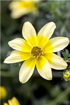 Bidens 'Spot Light' - Zweizahn Bidens 'Spot Light' - Zweizahn