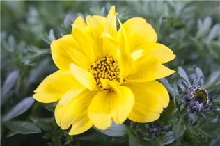 Bidens 'Tweety'(s) - Zweizahn 'Tweety'(s)