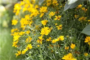 Bidens 'Tweety'(s) - Zweizahn 'Tweety'(s)