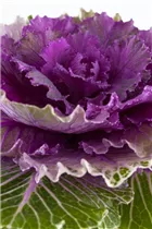 Brassica oleracea var. acephala - Zierkohl Brassica oleracea var. acephala - Zierkohl