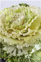 Brassica oleracea var. acephala - Zierkohl Brassica oleracea var. acephala - Zierkohl