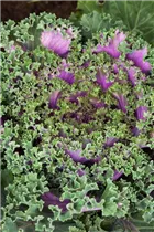 Brassica oleracea var. acephala - Zierkohl Brassica oleracea var. acephala - Zierkohl