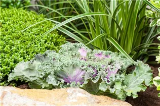 Brassica oleracea var. acephala - Zierkohl Brassica oleracea var. acephala - Zierkohl