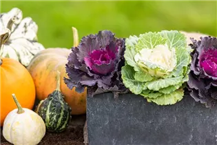 Brassica oleracea var. acephala - Zierkohl Brassica oleracea var. acephala - Zierkohl