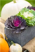 Brassica oleracea var. acephala - Zierkohl Brassica oleracea var. acephala - Zierkohl