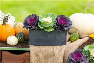 Brassica oleracea var. acephala - Zierkohl Brassica oleracea var. acephala - Zierkohl