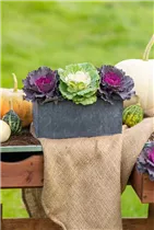 Brassica oleracea var. acephala - Zierkohl Brassica oleracea var. acephala - Zierkohl