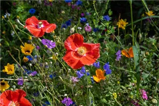Bienenweide - Bienenweide