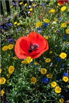 Bienenweide - Bienenweide