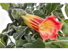 Brugmansia suaveolens - Duftende Engelstrompete Brugmansia suaveolens - Duftende Engelstrompete