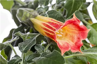 Brugmansia suaveolens - Duftende Engelstrompete Brugmansia suaveolens - Duftende Engelstrompete