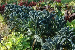 Brassica oleracea var. acephala 'Nero di Toscana' - Palmkohl 'Nero di Toscana' Brassica oleracea var. acephala 'Nero di Toscana' - Palmkohl 'Nero di Toscana'