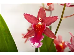 Burrageara 'Anthura Lazio' - Orchidee 'Anthura Lazio' Burrageara 'Anthura Lazio' - Orchidee 'Anthura Lazio'