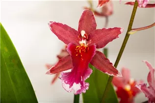 Burrageara 'Anthura Lazio' - Orchidee 'Anthura Lazio' Burrageara 'Anthura Lazio' - Orchidee 'Anthura Lazio'