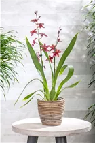 Burrageara 'Anthura Lazio' - Orchidee 'Anthura Lazio' Burrageara 'Anthura Lazio' - Orchidee 'Anthura Lazio'