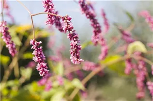 Bistorta affinis - Schneckenknöterich Bistorta affinis - Schneckenknöterich