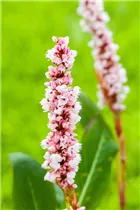 Bistorta affinis - Schneckenknöterich Bistorta affinis - Schneckenknöterich