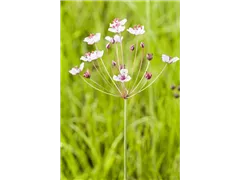 Butomus umbellatus - Schwanenblume Butomus umbellatus - Schwanenblume