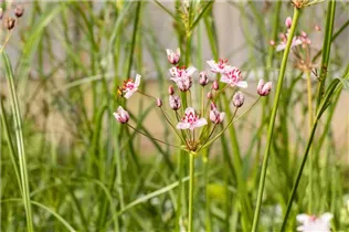 Butomus umbellatus - Schwanenblume Butomus umbellatus - Schwanenblume