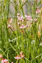 Butomus umbellatus - Schwanenblume Butomus umbellatus - Schwanenblume