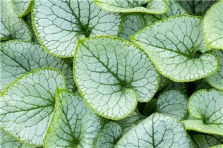 Brunnera macrophylla 'Jack Frost'(s) - Kaukasusvergissmeinnicht 'Jack Frost'(s)