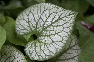 Brunnera macrophylla 'Jack Frost'(s) - Kaukasusvergissmeinnicht 'Jack Frost'(s)