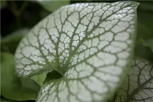 Brunnera macrophylla 'Jack Frost'(s) - Kaukasusvergissmeinnicht 'Jack Frost'(s)