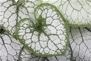 Brunnera macrophylla 'Jack Frost'(s) - Kaukasusvergissmeinnicht 'Jack Frost'(s)