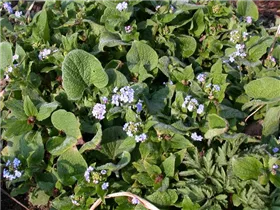 Brunnera macrophylla 'Langtrees' - Kaukasusvergissmeinnicht 'Langtrees'